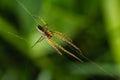Tetragnatha extensa is a species of spider found across the Northern Hemisphere. It has an elongate body, up to 11 mm long, and Royalty Free Stock Photo