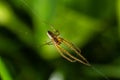 Tetragnatha extensa is a species of spider found across the Northern Hemisphere. It has an elongate body, up to 11 mm long, and Royalty Free Stock Photo