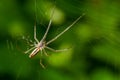 Tetragnatha extensa is a species of spider - perfect macro details Royalty Free Stock Photo