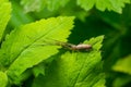 Tetragnatha extensa is a species of spider - perfect macro details Royalty Free Stock Photo