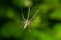 Tetragnatha extensa is a species of spider - perfect macro details Royalty Free Stock Photo