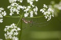 Tetragnatha extensa. Spider Royalty Free Stock Photo