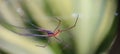 Tetragnatha extensa spider at the garden Royalty Free Stock Photo