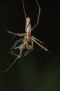 Cannibalistic Spider Tetragnatha Royalty Free Stock Photo