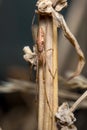 Tetragnatha sp spider posed on a twig waiting for preys