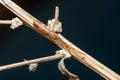 Tetragnatha sp spider posed on a twig waiting for preys