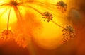 Spider climbing on Angelica flowers