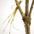 Tetragnatha Spider On A Branch