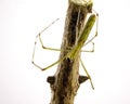 Tetragnatha Spider On A Twig