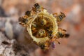 Tetragonisca angustula colony honeybees jatai Royalty Free Stock Photo
