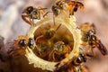 Tetragonisca angustula colony honeybees jatai Royalty Free Stock Photo