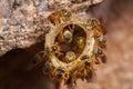 Tetragonisca angustula colony honeybees jatai