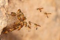 Tetragonisca angustula jatai bess on flight close - stingless bee