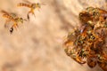 Tetragonisca angustula jatai bess on flight close - stingless bee