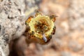 Tetragonisca angustula Jatai hive close - stingless bee Royalty Free Stock Photo