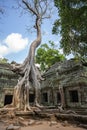 Ruins of Ta Prohm - Angkor Wat - Cambodia Royalty Free Stock Photo