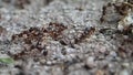 Tetramorium caespitum ants fighting with intruders