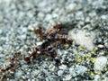 Tetramorium immigrans - immigrant pavement ant Royalty Free Stock Photo