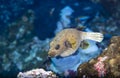 Pufferfish while scuba diving the coral reef in Thailand. Royalty Free Stock Photo