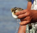 Puffer Fish at Jamnagar Marine PArk Royalty Free Stock Photo