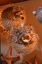 Pufferfish Royalty Free Stock Photo