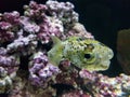 Balloon fish smiling Royalty Free Stock Photo