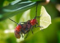 Tetraopes tetrophthalmus Royalty Free Stock Photo