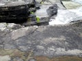 The Tetrapod Trackway in Valencia Island, IRELAND, which is comprises the fossilised footprints of a 385 million year old tetrapod