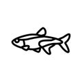 tetras aquarium fish line icon vector illustration