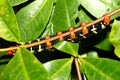 Tetrio sphinx Caterpillar