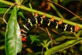 Tetrio Sphinx Caterpillar