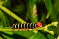 Tetrio Sphinx Caterpillar