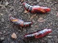 Tetrio sphinx, frangipani hornworm or plumeria caterpillar