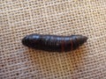 Tetrio sphinx, frangipani hornworm or plumeria caterpillar Royalty Free Stock Photo