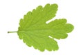 Tetterwort leaf Royalty Free Stock Photo