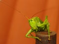 Tettigonia Viridissima Royalty Free Stock Photo