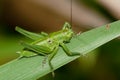 Tettigonia viridissima Royalty Free Stock Photo