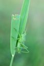 Tettigonia viridissima Royalty Free Stock Photo