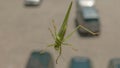 Tettigonia viridissima. Great green bush-cricket in the city Royalty Free Stock Photo