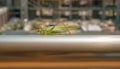 Tettigonia viridissima. Great green bush-cricket in the city Royalty Free Stock Photo