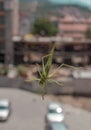 Tettigonia viridissima. Great green bush-cricket in the city Royalty Free Stock Photo