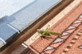 Tettigonia viridissima. Great green bush-cricket in the city Royalty Free Stock Photo