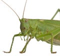 Tettigonia viridissima, great green bush-cricket Royalty Free Stock Photo