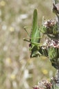 Tettigonia viridissima great green bush-cricket grasshopper or cricket bush of large size and mimetic green with the surroundings Royalty Free Stock Photo