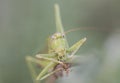 Tettigonia viridissima Great green bush-cricket insect of good size of green color female with the ovipositor at the end of the Royalty Free Stock Photo