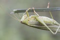 Tettigonia viridissima Great green bush-cricket insect of good size of green color female with the ovipositor at the end of the Royalty Free Stock Photo