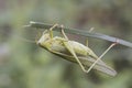 Tettigonia viridissima Great green bush-cricket insect of good size of green color female with the ovipositor at the end of the Royalty Free Stock Photo