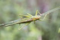 Tettigonia viridissima Great green bush-cricket insect of good size of green color female with the ovipositor at the end of the Royalty Free Stock Photo