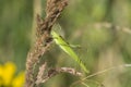 Tettigonia viridissima, the Great Green Bush-Cricket Royalty Free Stock Photo