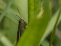 Tettigonia viridissima in green grass Royalty Free Stock Photo